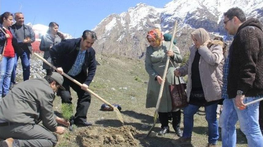 Hakkari&rsquo;de Ak Partili Kadınlar Fidan Dikti