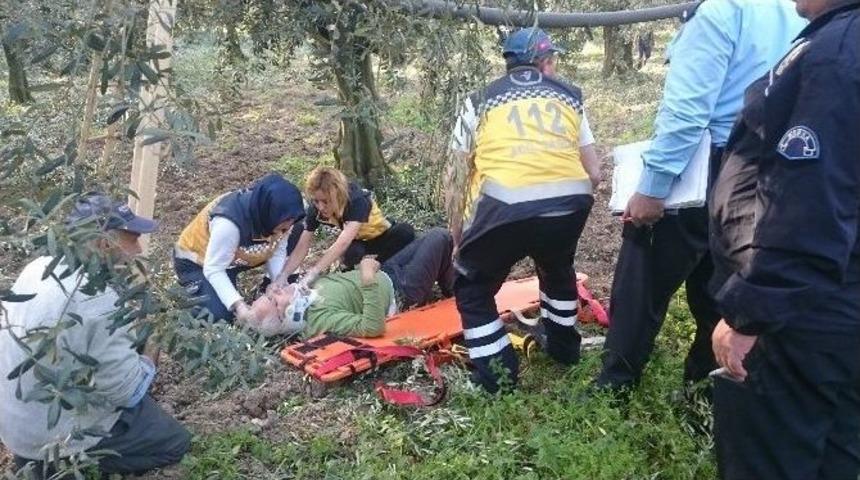 Zeytin Budarken Merdivenden D&uuml;şt&uuml;