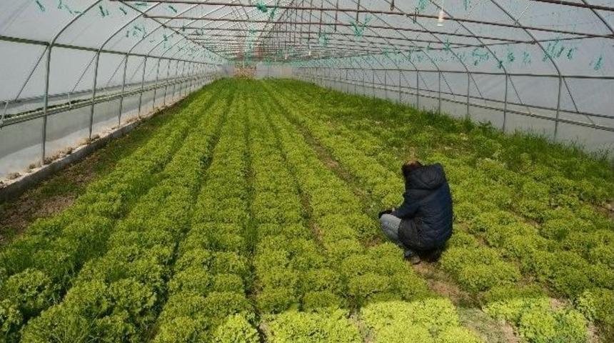 Sinop&rsquo;ta &Ouml;rt&uuml; Altı &Uuml;retim Arttı