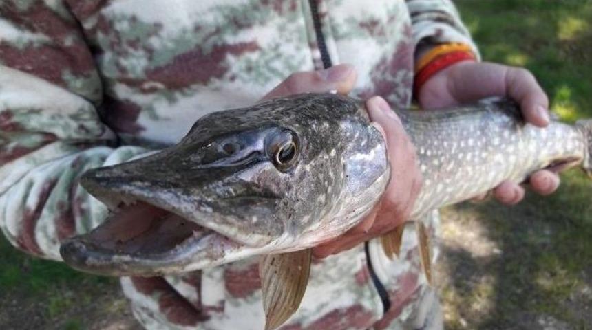 Turna Sezonunun Açılmasıyla Balıkçılar Pelitözü Göleti’ne Akın Etti