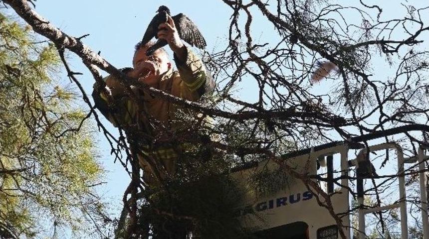 Vatandaş, İtfaiye, Veteriner İşbirliği G&uuml;vercine Hayat Verdi