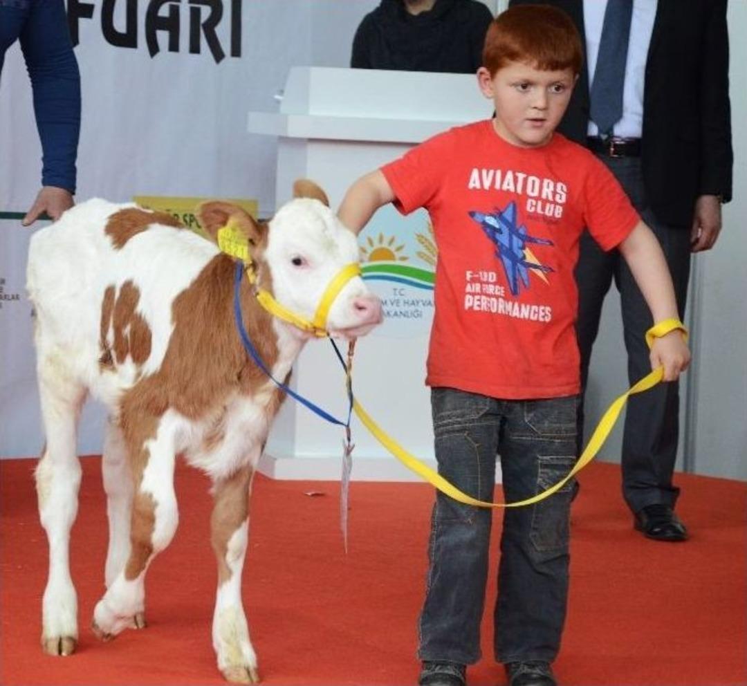 (&ouml;zel Haber) Bu Podyumun G&uuml;zelleri Buzağılar