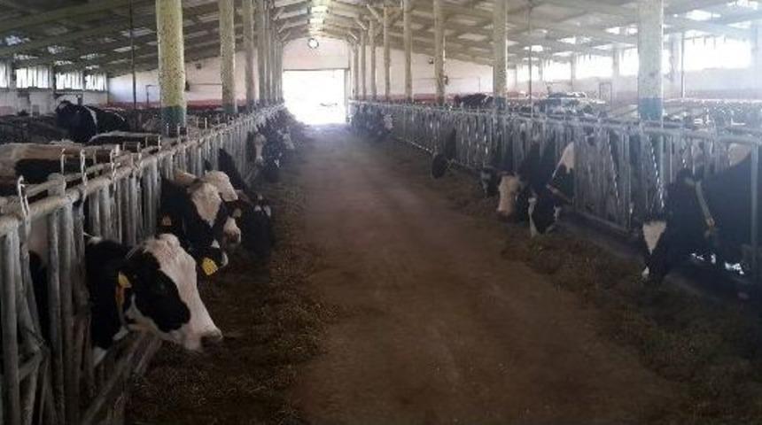 Erzurum&rsquo;da Organik Et Ve S&uuml;t &Uuml;retimi Projesi