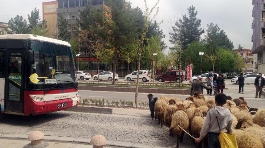 Koyun S&uuml;r&uuml;s&uuml; Trafiği Alt &Uuml;st Etti
