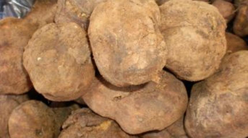 Yer Elması, Etle Yarışıyor