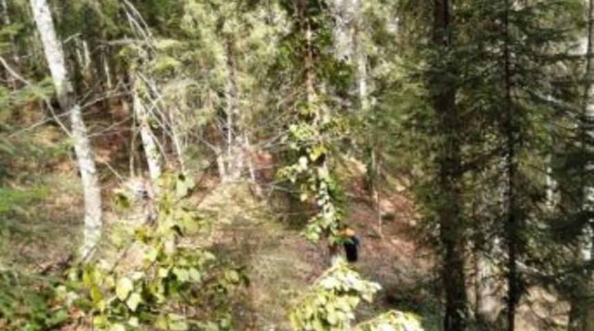 Kestiği Ağacın Altında Kalan Kadın &Ouml;ld&uuml;