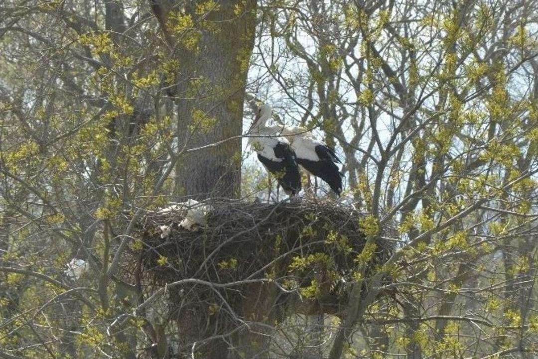 Leylek Ormanı&rsquo;na Ziyaret&ccedil;i Akını