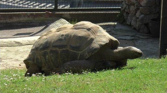 (özel Haber) Türkiye’nin En Yaşlı Kaplumbağası Toki Darıca’da Yaşıyor