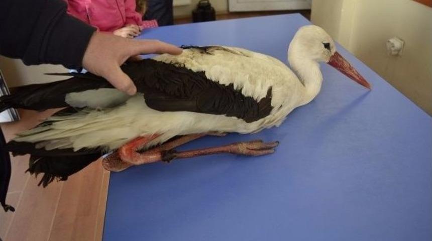 Yol Kenarında Yaralı Olarak Bulunan Leylek Tedavi Altına Alındı