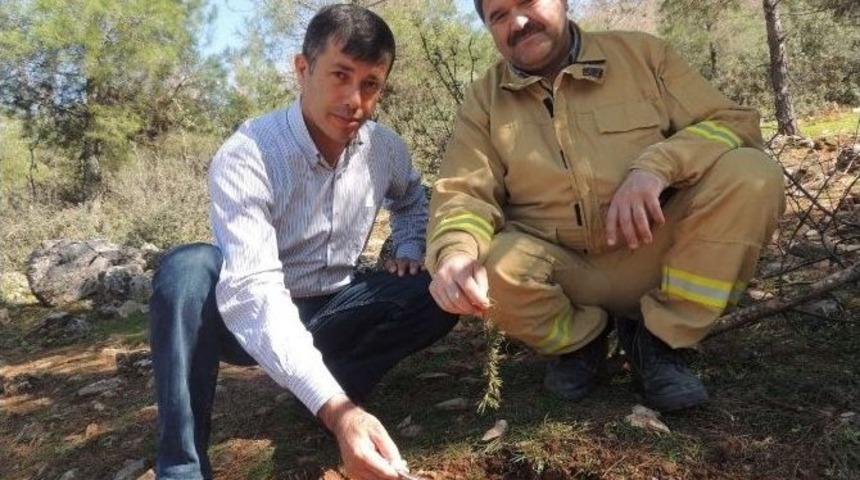 Bucak&rsquo;ta 5 Bin B&ouml;cek Ormana Bırakıldı