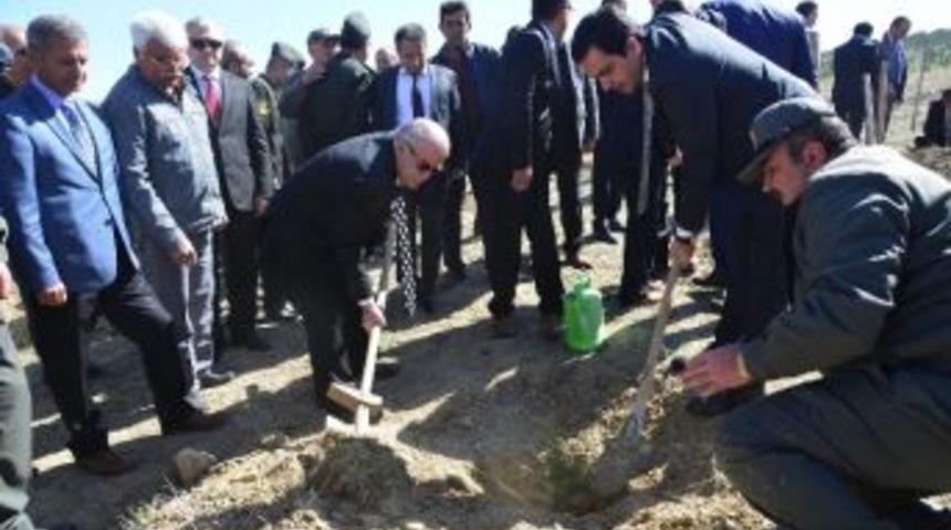 Şehitler Ormanına Fidan Dikimi Yapıldı