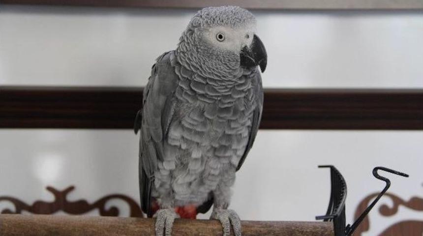Sur&rsquo;da Psikolojisi Bozulan Papağan İyileşiyor