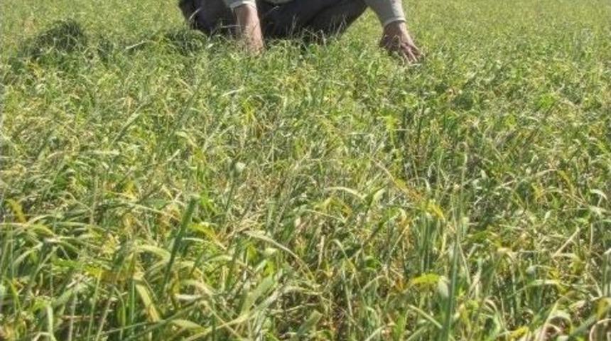 Korkulan Oldu, Araban Ovasını Kuraklık Vurdu