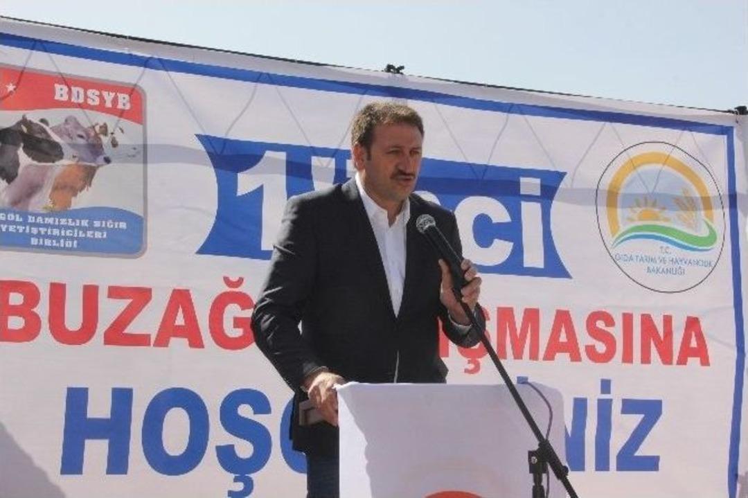 Bing&ouml;l&rsquo;de Buzağı Yarışması Yapıldı