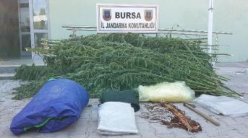 Hamakta Yatıp Kenevir Kurutan Zanlılar Hakim Karşısında