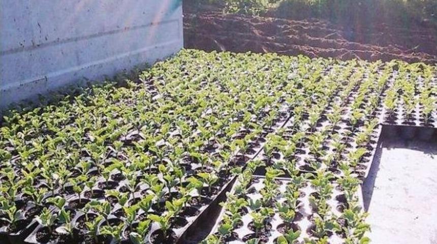 Karpuz &Uuml;reticisi Yeni Sezondan Umutlu