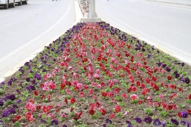 Erzincan’da 250 Bin Adet Çiçek Toprakla Buluşacak