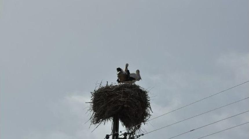 Kars&rsquo;a Leylekler Gelmeye Başladı