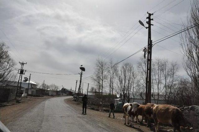 Kars’a Leylekler Gelmeye Başladı