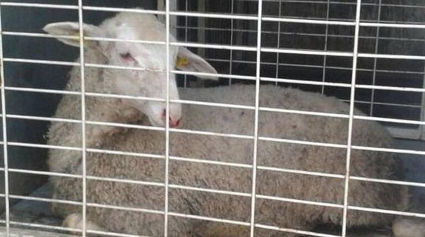 Yaralı Hayvanı Tedaviye G&ouml;t&uuml;rmek İ&ccedil;in Bagaja Koydu, Başına Gelmeyen Kalmadı