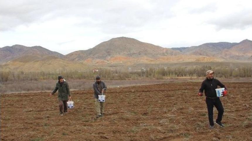 Kuşlar İ&ccedil;in 25 D&ouml;n&uuml;m Arpa Ektiler