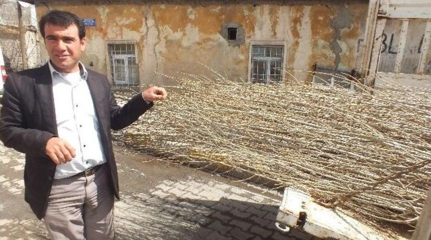 Malazgirt&rsquo;te Fidan Satışları Başladı