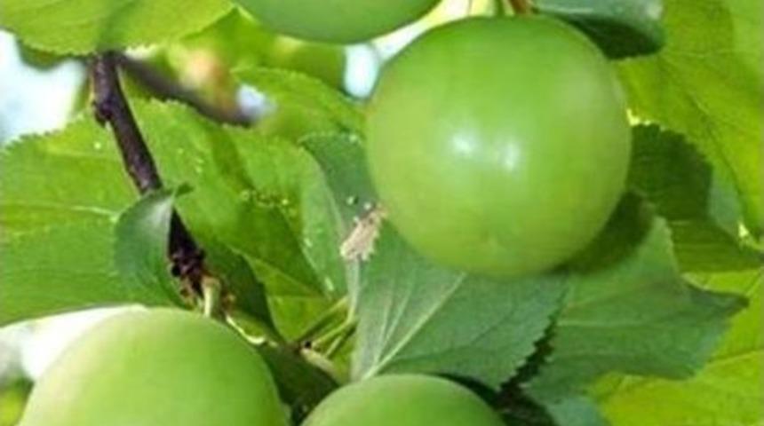 Erik &Uuml;reticisi Fiyatlardan Memnun