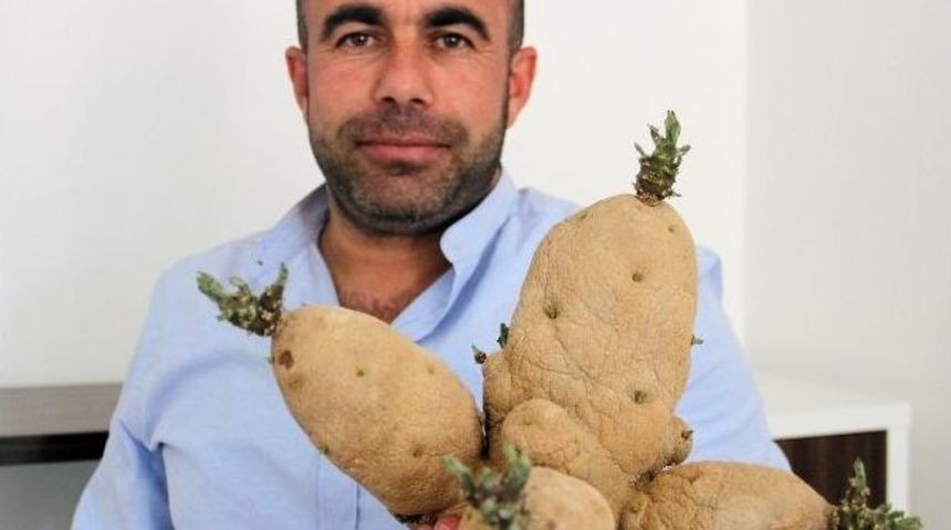 Kakt&uuml;s G&ouml;r&uuml;n&uuml;ml&uuml; Patates İlgi &Ccedil;ekiyor