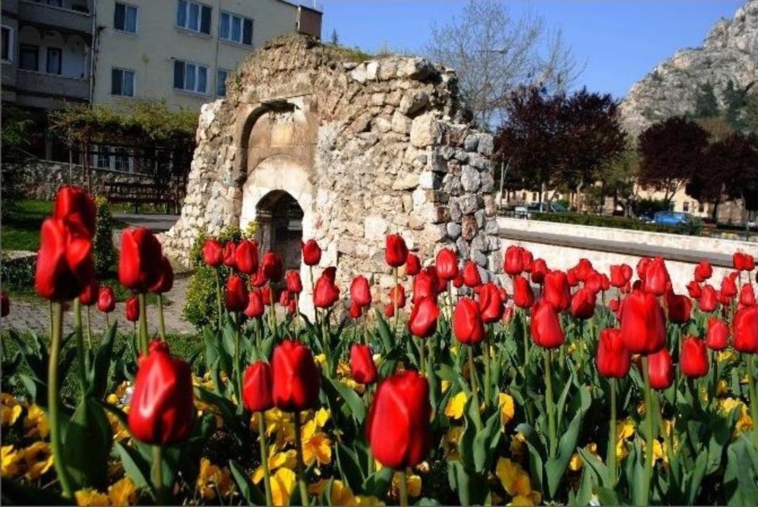 Amasya&rsquo;da 60 Bin Lale A&ccedil;tı