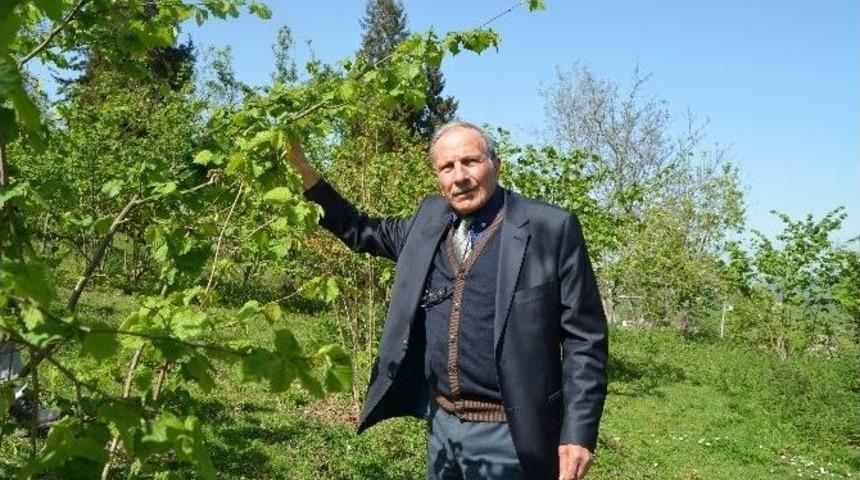 Fındık &Uuml;reticileri 10 Yıldır Alamadıkları &Uuml;r&uuml;n Bedelleri İ&ccedil;in Fiskobirlik&rsquo;e Karşı Hukuk M&uuml;cadelesini S&uuml;rd&uuml;r&uuml;yor