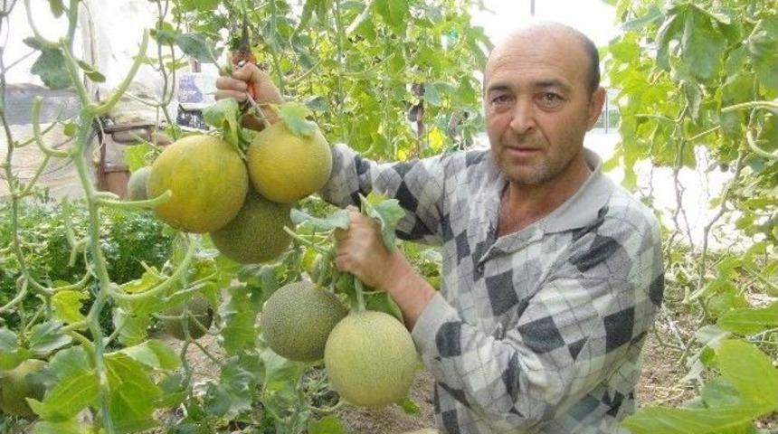 Mersin&rsquo;de Kavun Hasadı Başladı