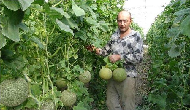 Mersin’de Kavun Hasadı Başladı