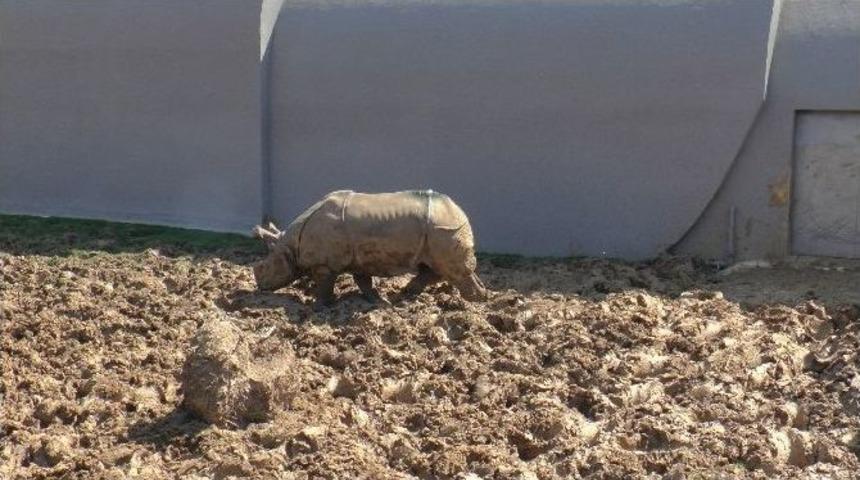 (&ouml;zel Haber) T&uuml;rkiye&rsquo;nin İlk Zırhlı Gergedanı Samir&rsquo;in G&uuml;neş Keyfi