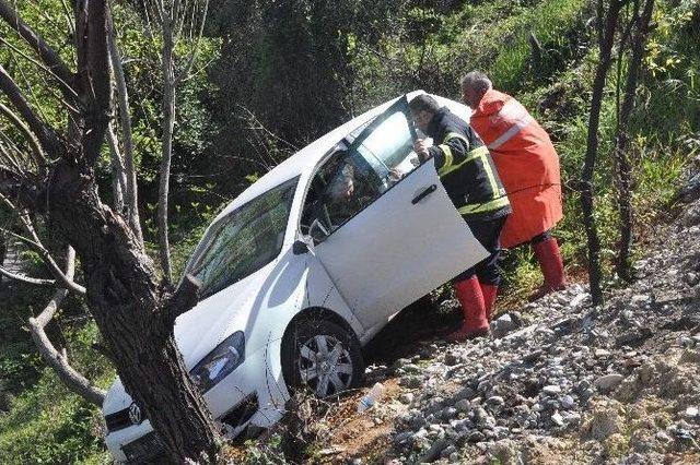 Ağaçlar Hayatını Kurtardı