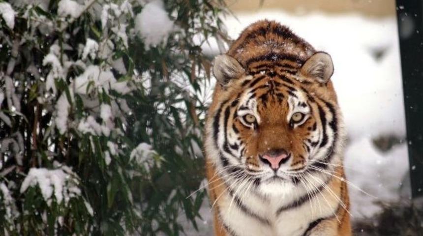 Hayvanat Bah&ccedil;esindeki Kaplan, Teyze Ve Yeğene Saldırdı