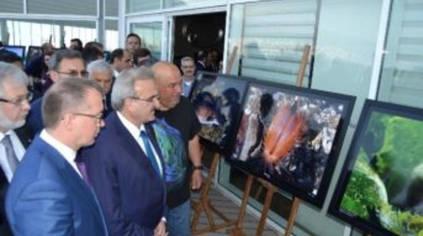 Gemlik K&ouml;rfezinde Su Altındaki Hayat Fotoğraflandı