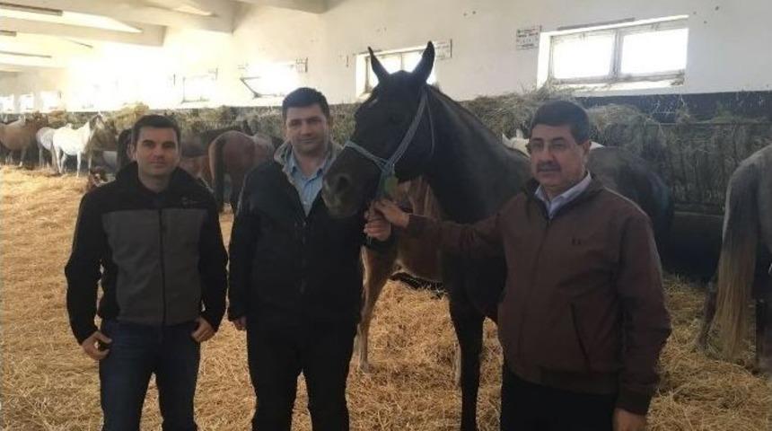 Sultansuyu Tigem&rsquo;de Tay Se&ccedil;imleri Yapılıyor