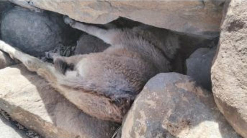 Taşların Arasında Mahsur Kalan Sıpa Kurtarıldı