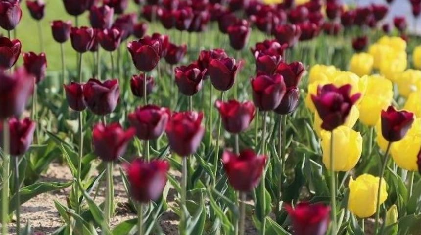 100 Bin Lale Kırklareli&rsquo;ni Renklendirdi