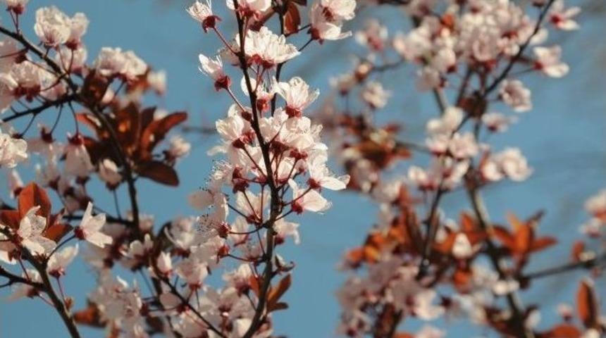 Kırşehir Belediyesi Park, Ref&uuml;j Ve Şehir Merkezini &Ccedil;i&ccedil;eklerle Donattı