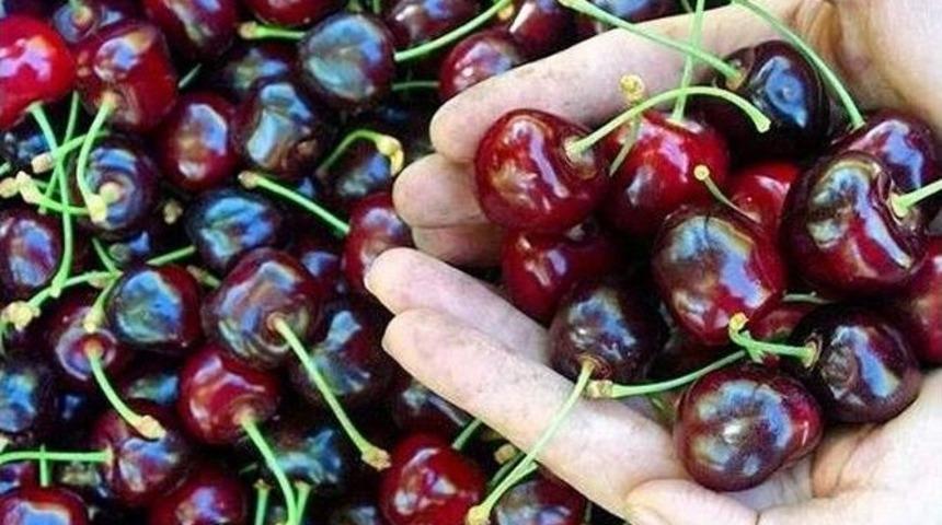 T&uuml;rkiye Kiraz İhracatında D&uuml;nya Liderliğini Hedefliyor