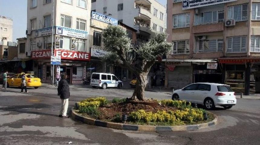 Havuz Kavşağına Zeytin Ağacı Dikildi