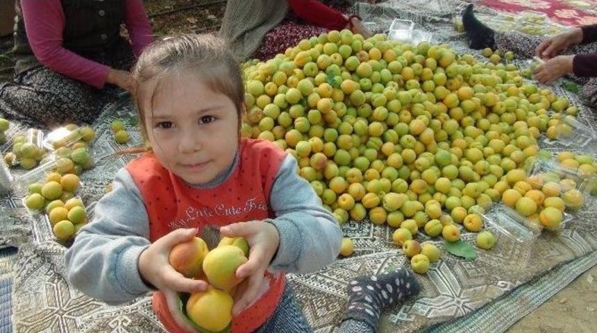T&uuml;rkiye&rsquo;nin İlk Kayısı Hasadı Mersin&rsquo;de Yapıldı