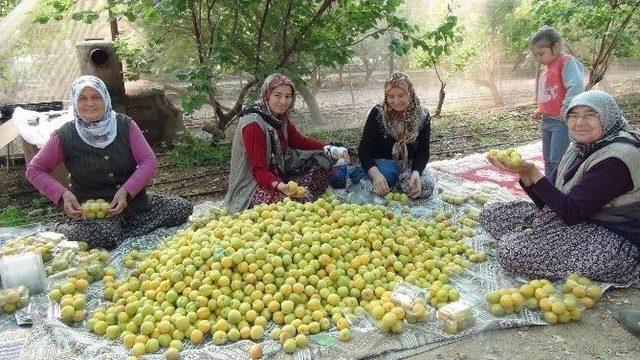 Türkiye’nin İlk Kayısı Hasadı Mersin’de Yapıldı