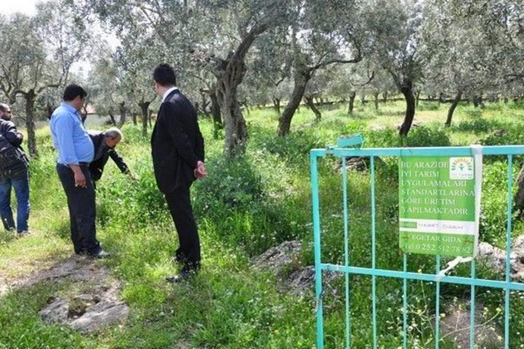 Milas&rsquo;ta Yeşil G&uuml;breli Tarım Yapılıyor