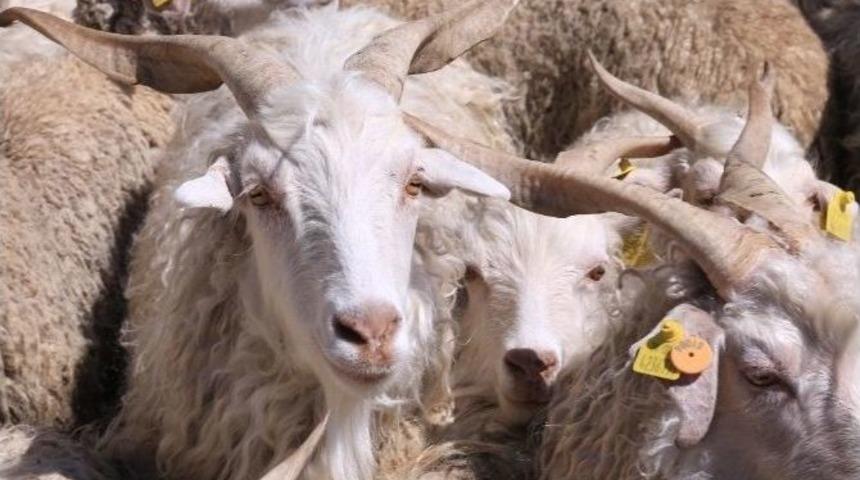 Ankara Ke&ccedil;isi Islahında Yeni D&ouml;nem