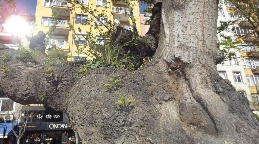 O Ağa&ccedil;ın Dalında Bu Yıl Da S&uuml;s &Ccedil;i&ccedil;eği A&ccedil;tı