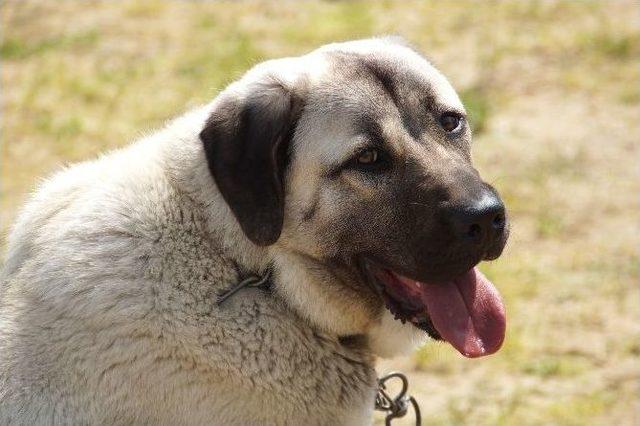 Karşıyaka’da Yerli Köpek Irkları Çalıştayı