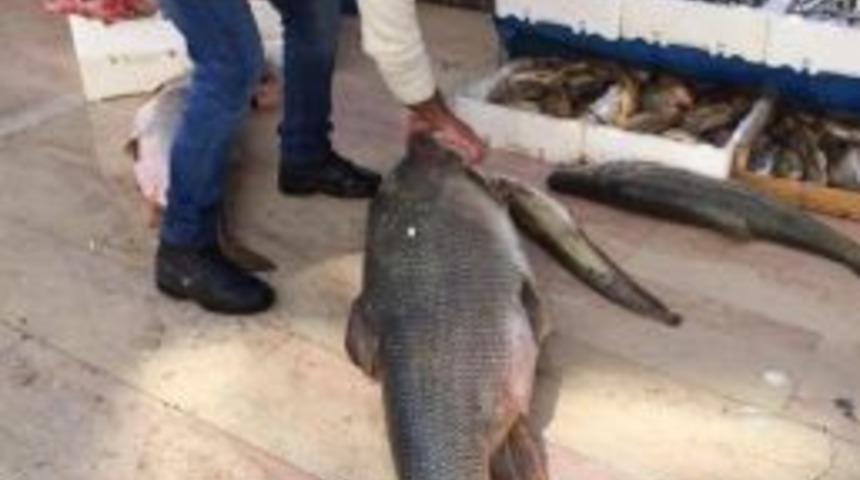 Botan Çayında 107 Kiloluk Balık Yakalandı