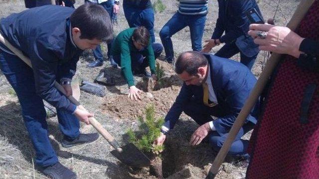 Ak Partili Gençler Fidan Dikti